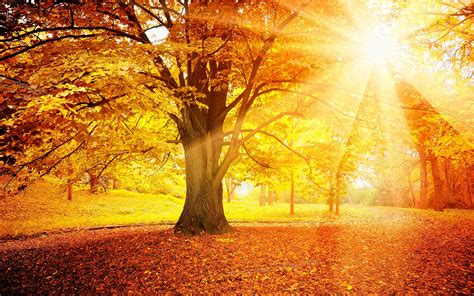 Sonnenuntergang Im Herbst Wald Gelbe Blätter Bäume Sonne 2560x1600