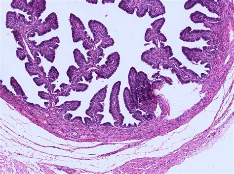 The microscope magnifies the various parts of a given cells thereby making it possible to see the cell membrane under a microscope. Microscope World Blog: Human Tissue under the Microscope