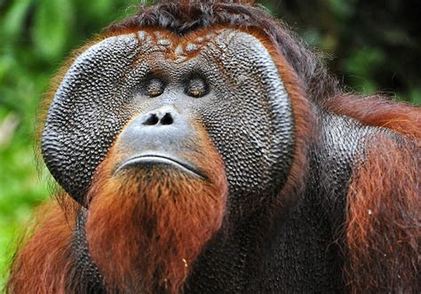 Borneos Orangutans Just Dont Call Me A Monkey Indoneo
