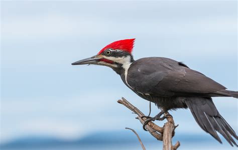 Rare Pileated Woodpecker Spotted On Uws In Riverside Park Photo
