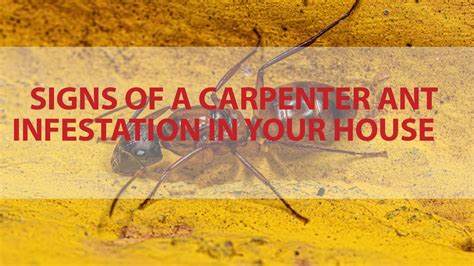 Signs Of A Carpenter Ant Infestation In Your House