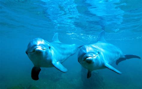 Animals Nature Dolphin Underwater Blue Sea Water Wallpapers Hd