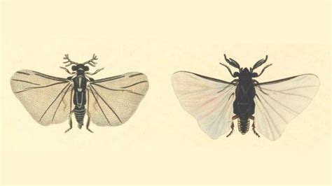Strepsiptera Royal Entomological Society