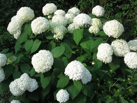 Buy Annabelle Hydrangea Online Free Shipping Over 99 99 Jardines