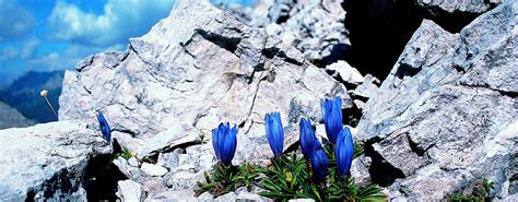La Flora Parco Naturale Dolomiti Friulane