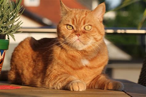 Top 26 Healthiest Cat Breeds An Overview With Pictures Pet Keen