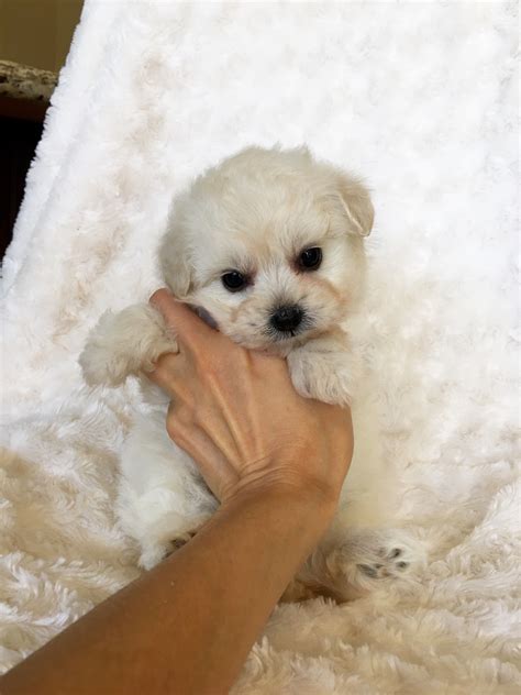 Teacup Maltipoo Puppy For Sale Iheartteacups