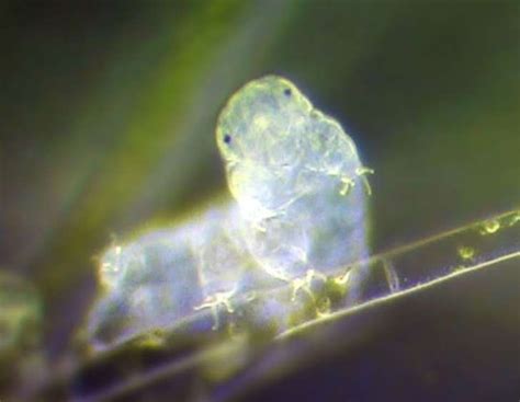 Earths Designated Heir Is The Tardigrade A Microscopic Grub Like