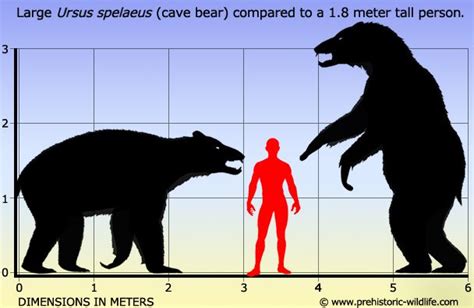 Ursus Spelaeus Cave Bear Cave Bear Prehistoric Animals