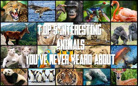 88 Top 5 Interesting Animals Youve Never Heard About