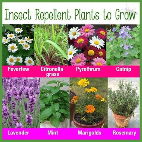 Best Mosquito Repelling Plants At Your Home Safe O Kid Mosquito