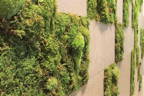 How To Make A Living Moss Wall For Your Home Gardenia Organic
