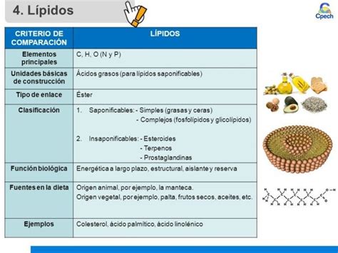 Cuadros Comparativos De Biomoléculas Cuadro Comparativo En 2021