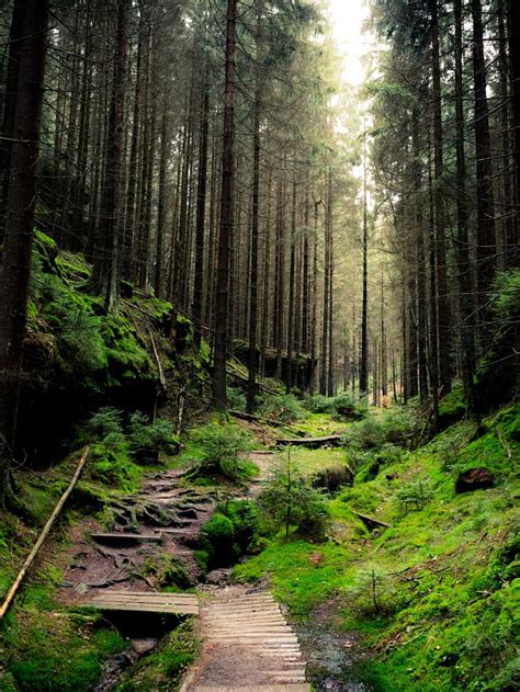 Saxon Switzerland National Park Forest Day Light Green Nature Hd