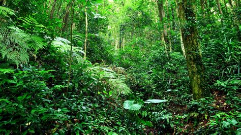 Bosque Tropical Selva Arbustos Hierba árboles Verde Fondos De