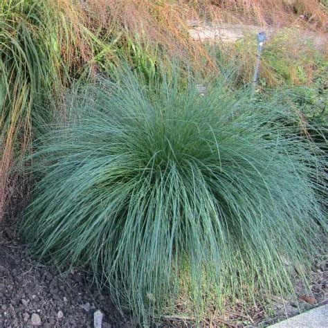 Poa Labillardierei Tussock Grass Australian Plants Online Grasses