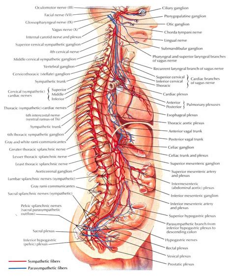 The somatic, or voluntary, component; Anatomy The Nervous System | MedicineBTG.com