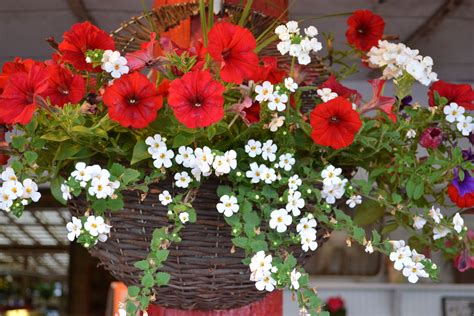 Though cascading hanging baskets filled to the brim with multicolored flowers definitely add a unique captivating look to your already beautiful garden, selecting the best candidates to display in your baskets is a bit challenging. Geranium wall hanging basket | Geraniums, Hanging baskets ...