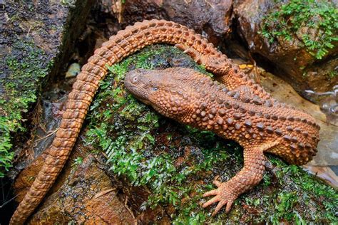 Lanthanotus Borneensis Earless Monitor Lizard Monitor Lizard