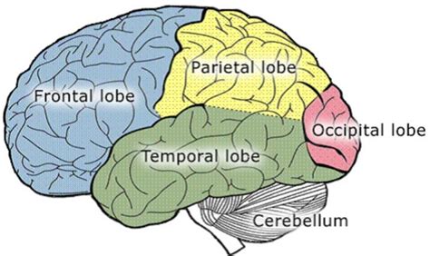 Lobes Of The Brain Anatomy Location And Functions Free Nude Porn Photos