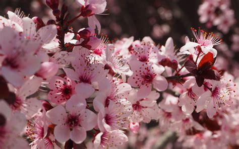 Download Wallpaper 3840x2400 Flowers Flowering Spring Pink 4k Ultra