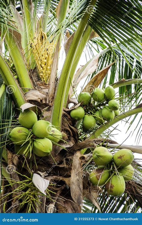 Bunch Of Coconuts Stock Image Image Of Tropical Tree 31555373