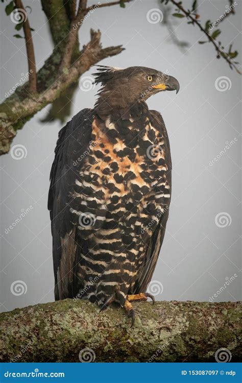 African Crowned Eagle Hunting