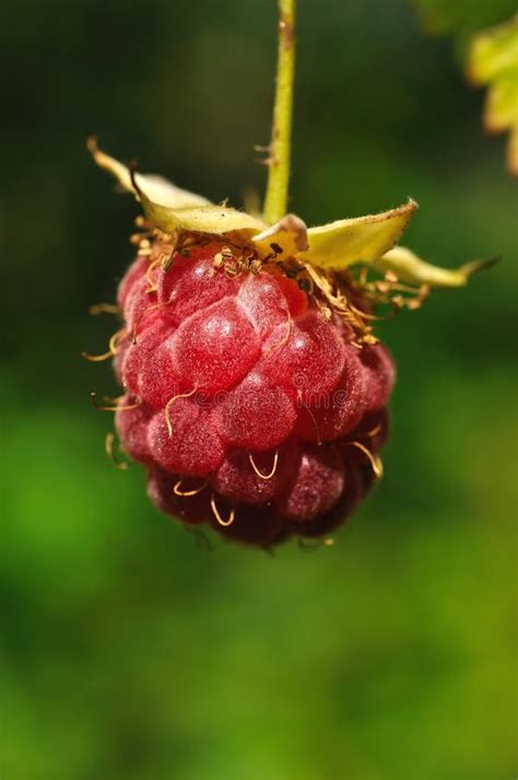 raspberry stock image image of food healthy nutrition 15927197