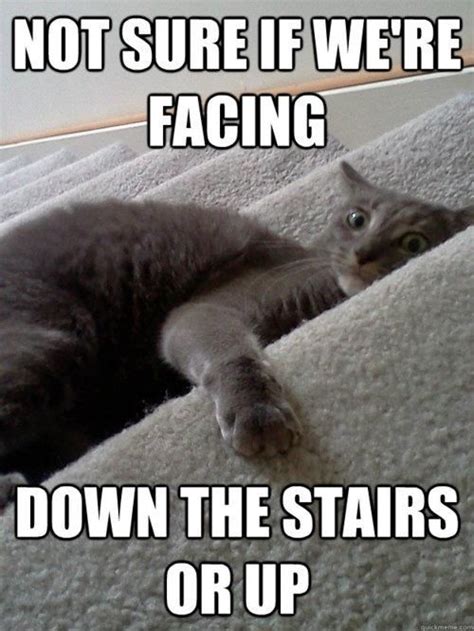 Not Sure If Were Facing Down The Stairs Or Up Amusing Comical