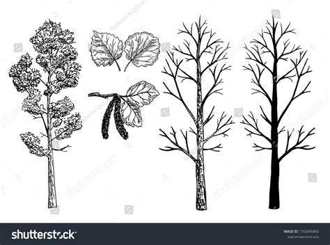 2581 Aspen Tree Line Images Stock Photos And Vectors Shutterstock