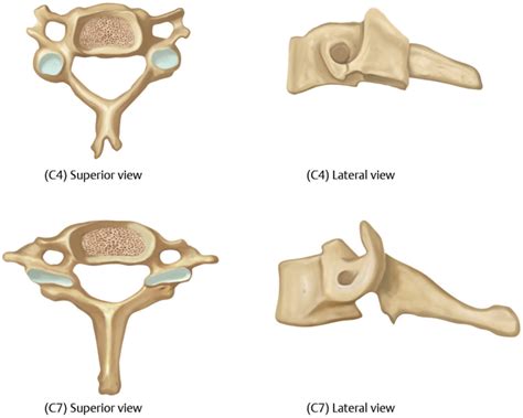 Cervical Spine Anatomy Musculoskeletal Key
