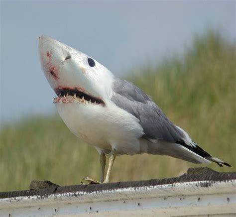 Shark Gull Photoshopped Animals Animal Mashups Weird Animals