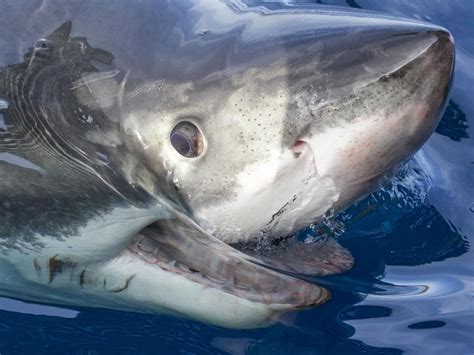 Shark Diving Sa Expedition Sheds Light On Great Whites Adelaide Now