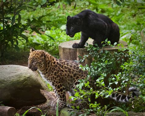 The Rare Amur Leopard Cubs Born At The Beardsley Zoo Are Ready To Meet You