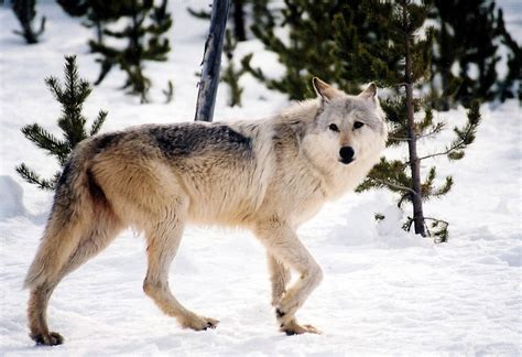 Great Smoky Mountains Keystone Species at Geraldine Pavon blog