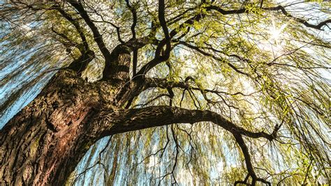 1313 willow circle, roseville, minnesota 55113, united states. Weeping Willow: The Water Companion • Arbor Day Blog