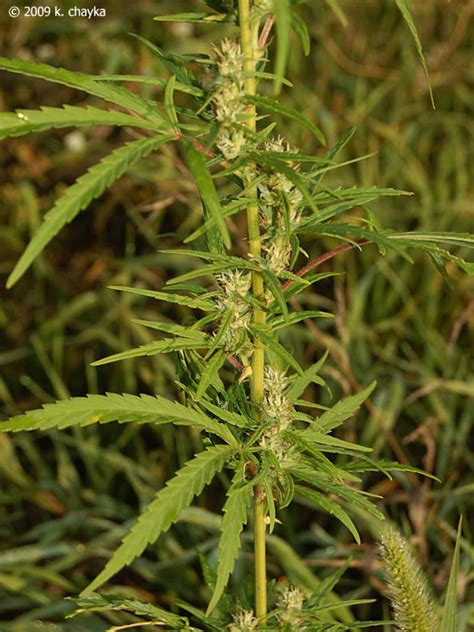 Importantly, all cannabis sativa plants with flowers that contain less than 0.3 smoking hemp flower is also a good alternative to smoking tobacco cigarettes and may even help users quit cigarettes. Cannabis sativa (Hemp): Minnesota Wildflowers
