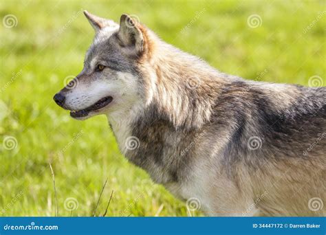 North American Gray Wolf Canis Lupus Stock Photo Image Of Looking