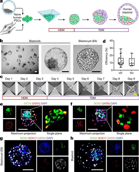Generation Of Human Blastocyst Like Structures From Naive Human PSCs A