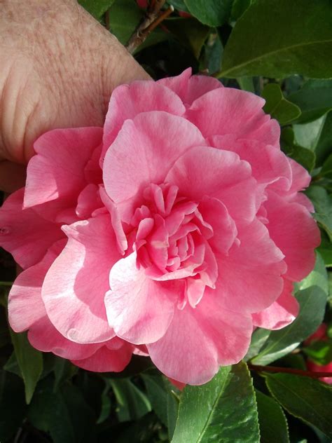 Camellia Japonica Spellbound Charlie Flickr