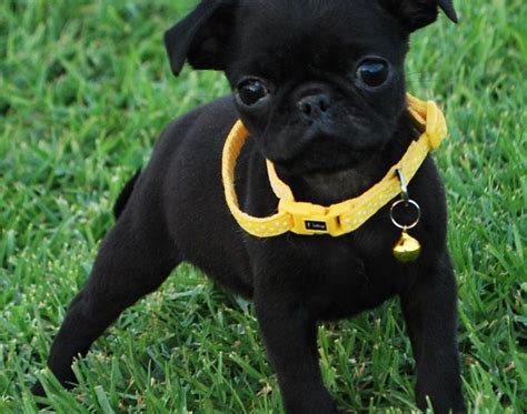 Pug puppies for sale in illinois select a breed. Pug Puppies For Sale | Chicago, IL #259190 | Petzlover