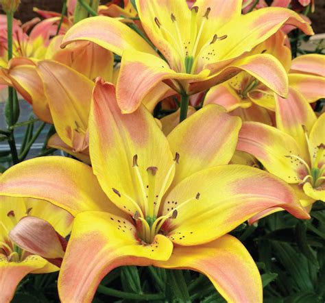 Lilium Easy Fantasy Brent And Beckys Bulbs