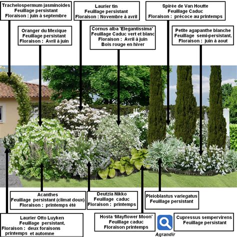 Créer Un Massif Darbustes Vert Et Blanc Jardin Massif Plan Jardin