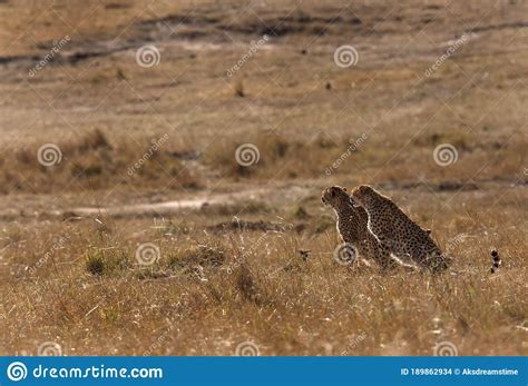 Mussiara Cheetah Cub Running Away When Charge By Warthog Hiding Inside