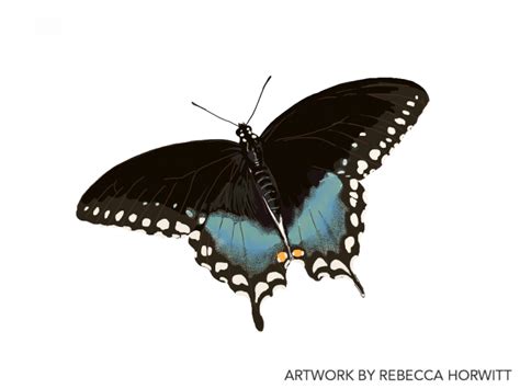 Spicebush Swallowtail Rebecca Horwitt