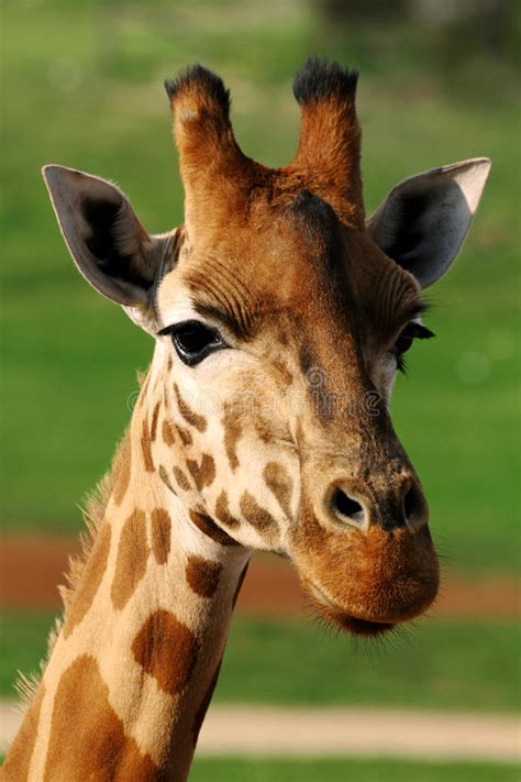 Giraffe Cute Face Close Up Image Stock Photo Image Of Neck Head