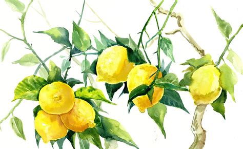 Le Citron 🍋 Bio And Phyto 🌿