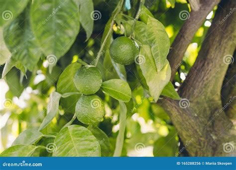 Green Citrus Aurantium Close Up Of Green Citrus Fruit Natural