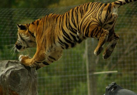 Tiger Leap 3 Sumatran Tiger Ian Mchenry Flickr