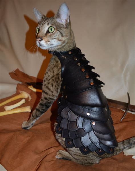 Buy Your Cat Battle Armor And She Ll Never Lose A Fight The